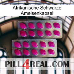 Africa Black Ant Capsule 10